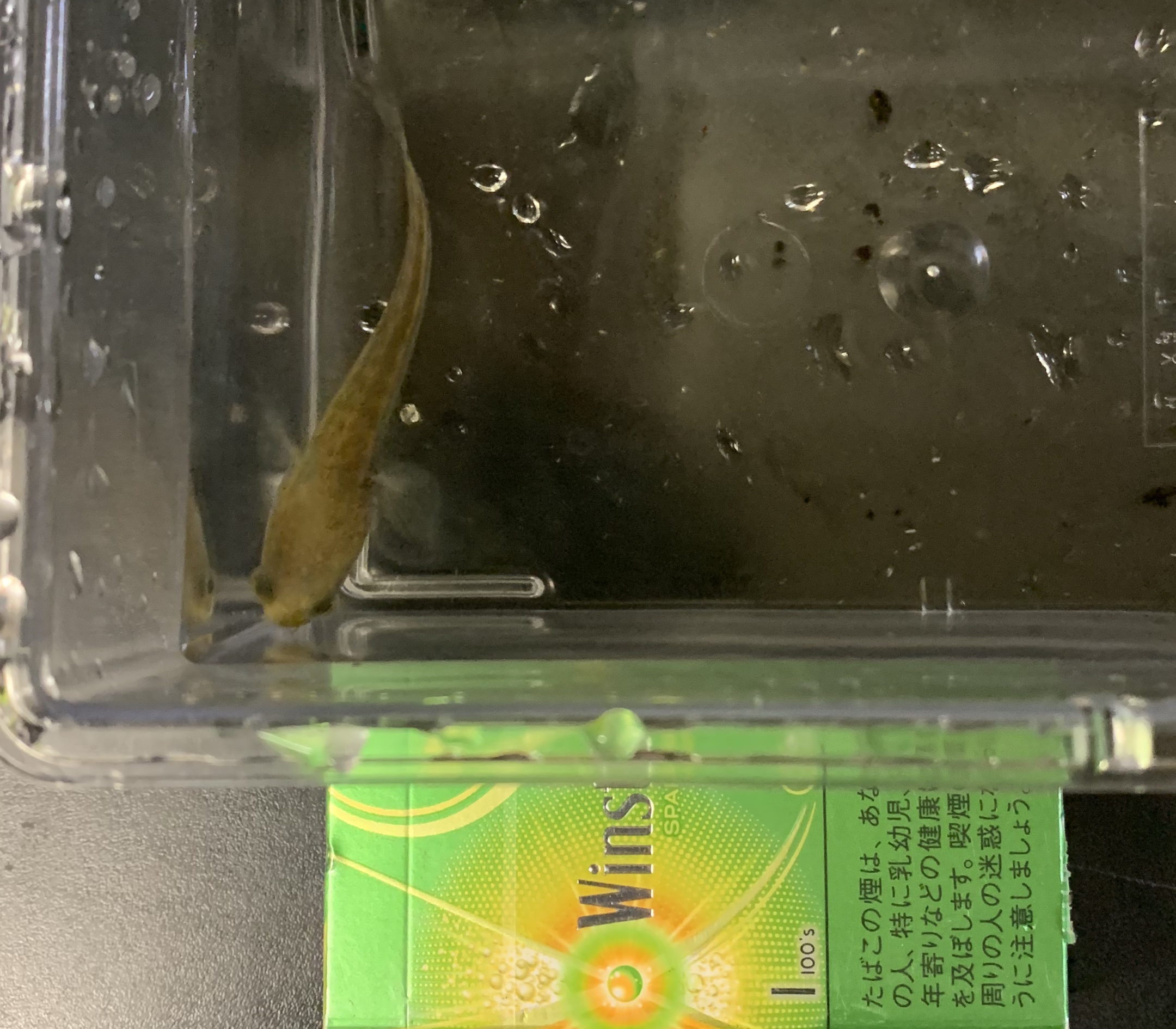 京都市伏見区の中村観魚園、熱帯魚、水草、金魚、国内外有名メーカー
